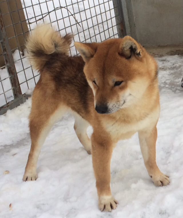 P'ginko (Sans Affixe)