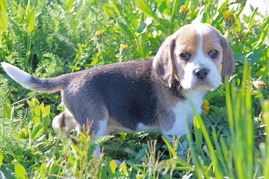 Nos chiots