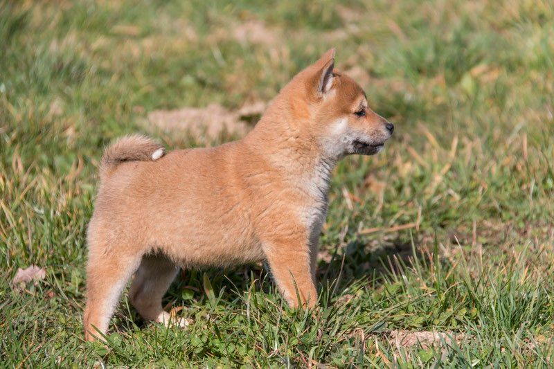 Nos chiots